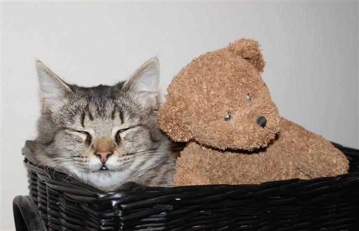 Blanding af racer Vaskebjørn-Kurt - SAVNET! billede 2