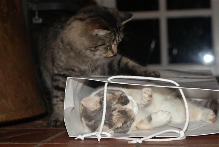 Blanding af racer Vaskebjørn-Kurt - SAVNET! billede 3