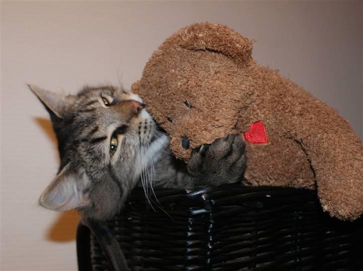 Blanding af racer Vaskebjørn-Kurt - SAVNET! billede 4