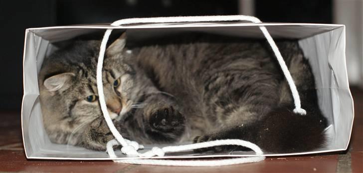 Blanding af racer Vaskebjørn-Kurt - SAVNET! billede 5