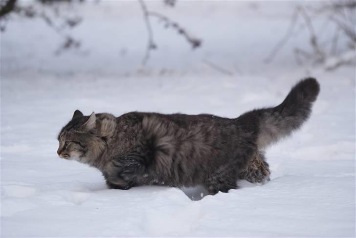 Blanding af racer Vaskebjørn-Kurt - SAVNET! billede 6