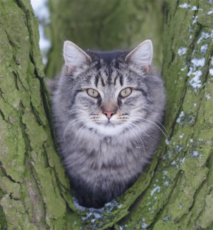 Blanding af racer Vaskebjørn-Kurt - SAVNET! billede 7