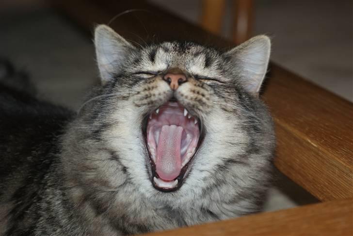 Blanding af racer Vaskebjørn-Kurt - SAVNET! billede 8