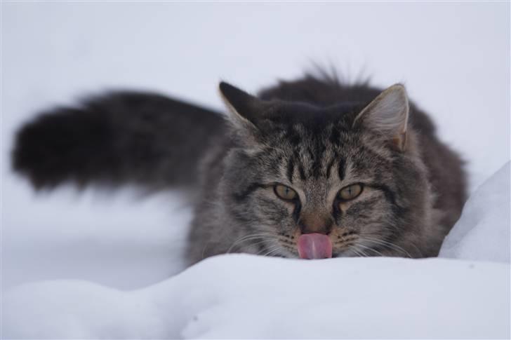 Blanding af racer Vaskebjørn-Kurt - SAVNET! billede 9