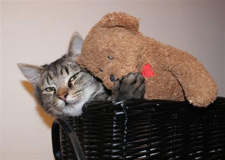 Blanding af racer Vaskebjørn-Kurt - SAVNET! billede 10