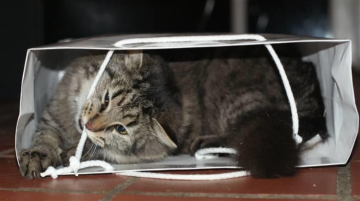 Blanding af racer Vaskebjørn-Kurt - SAVNET! billede 11