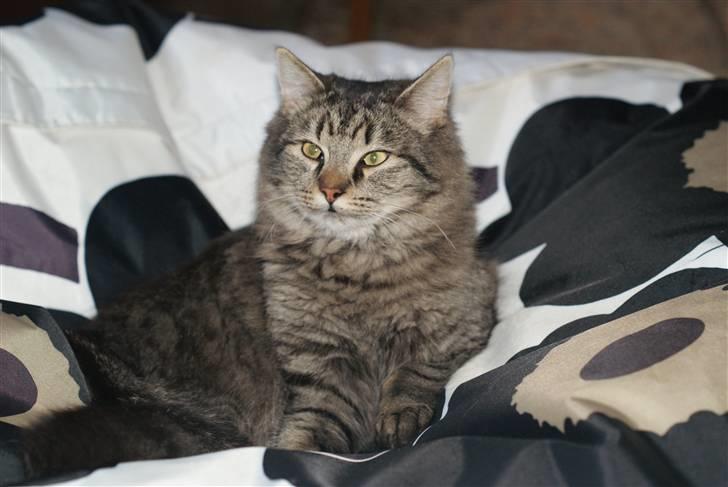 Blanding af racer Vaskebjørn-Kurt - SAVNET! billede 12