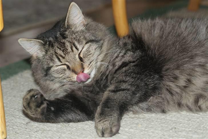 Blanding af racer Vaskebjørn-Kurt - SAVNET! billede 13