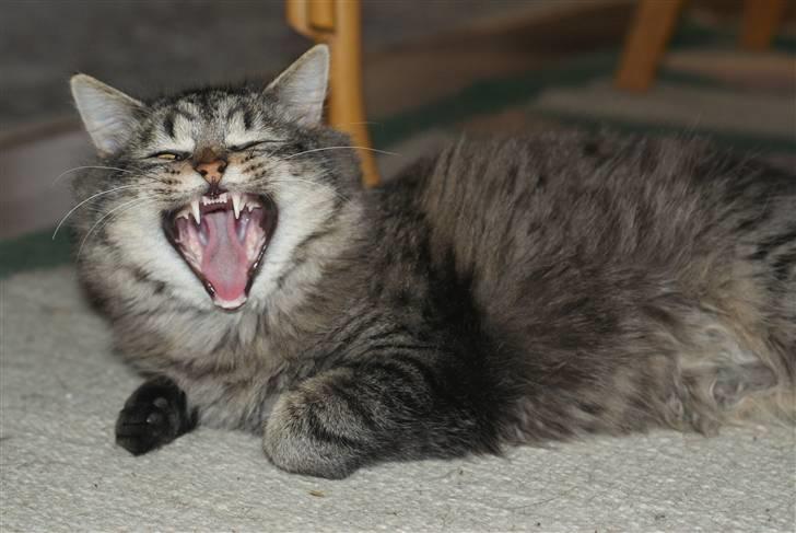 Blanding af racer Vaskebjørn-Kurt - SAVNET! billede 14