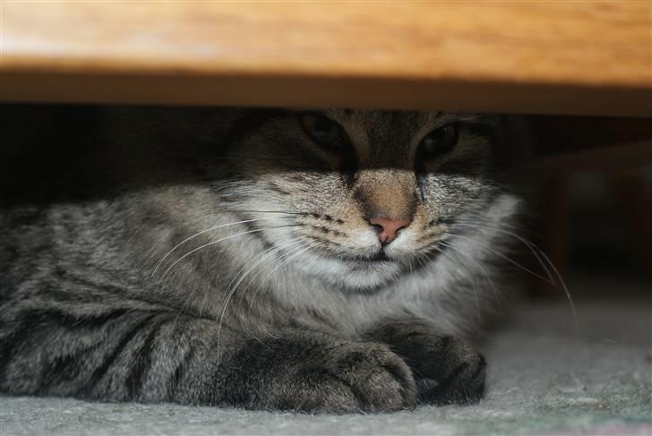 Blanding af racer Vaskebjørn-Kurt - SAVNET! billede 15