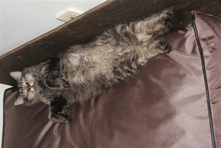 Blanding af racer Vaskebjørn-Kurt - SAVNET! billede 16