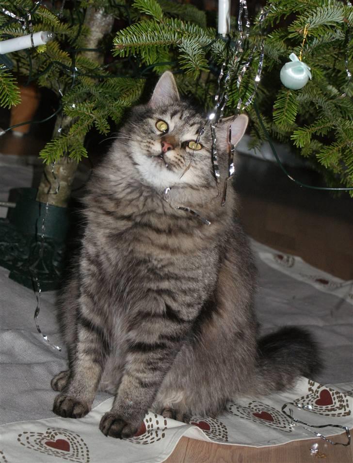 Blanding af racer Vaskebjørn-Kurt - SAVNET! billede 17