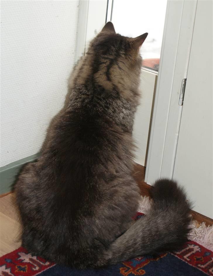 Blanding af racer Vaskebjørn-Kurt - SAVNET! billede 18