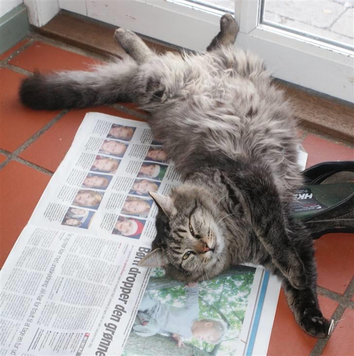 Blanding af racer Vaskebjørn-Kurt - SAVNET! billede 19