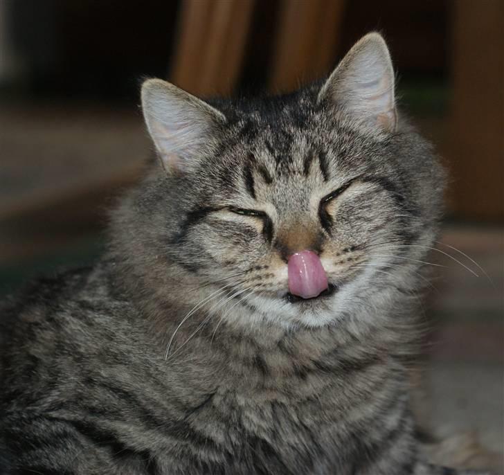 Blanding af racer Vaskebjørn-Kurt - SAVNET! billede 20