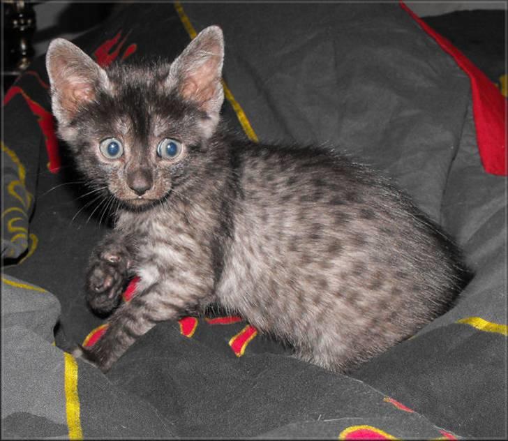 Egyptian Mau DK*Amenhoteps Nefertari billede 7
