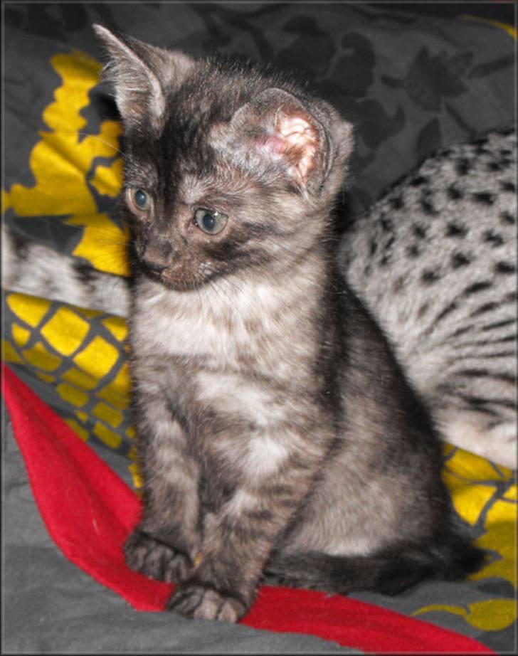 Egyptian Mau DK*Amenhoteps Nefertari billede 8