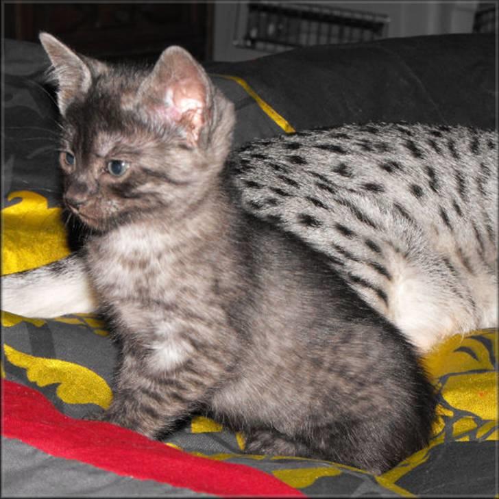 Egyptian Mau DK*Amenhoteps Nefertari billede 9