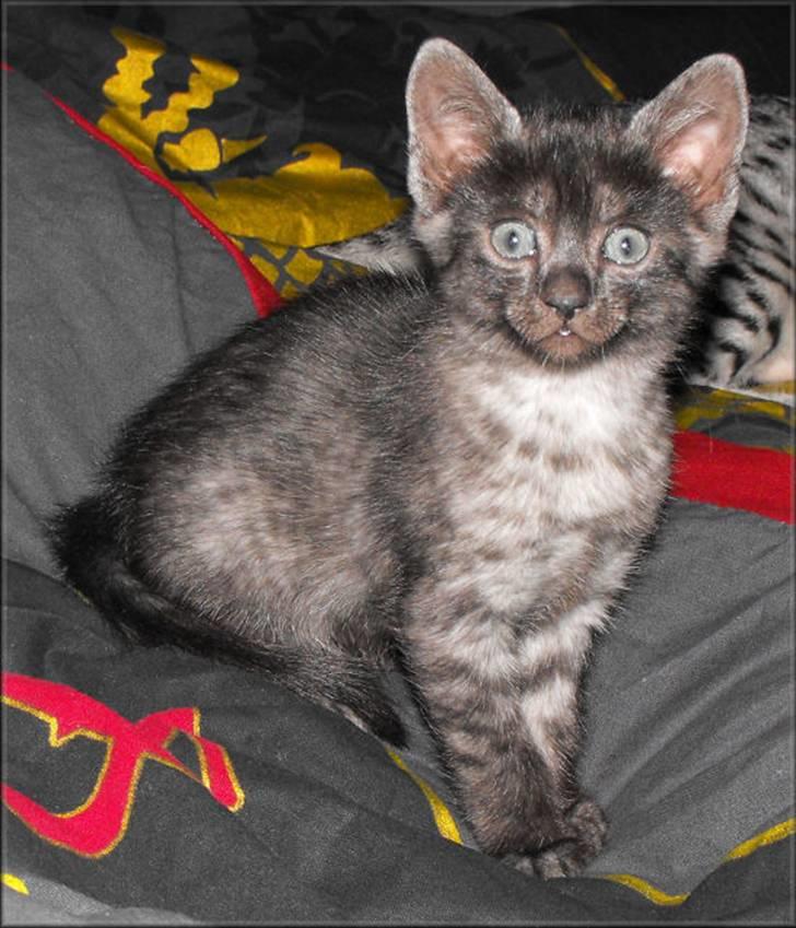 Egyptian Mau DK*Amenhoteps Nefertari billede 10