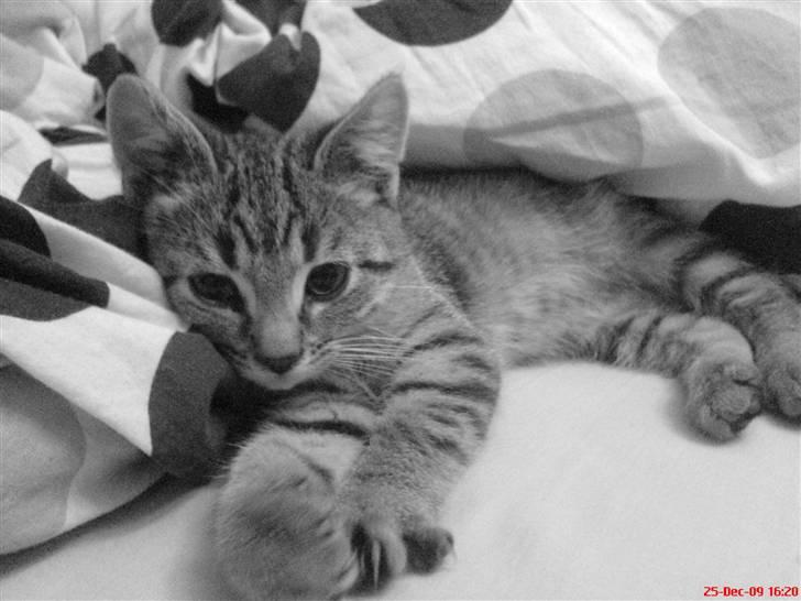 Huskat Felix billede 1