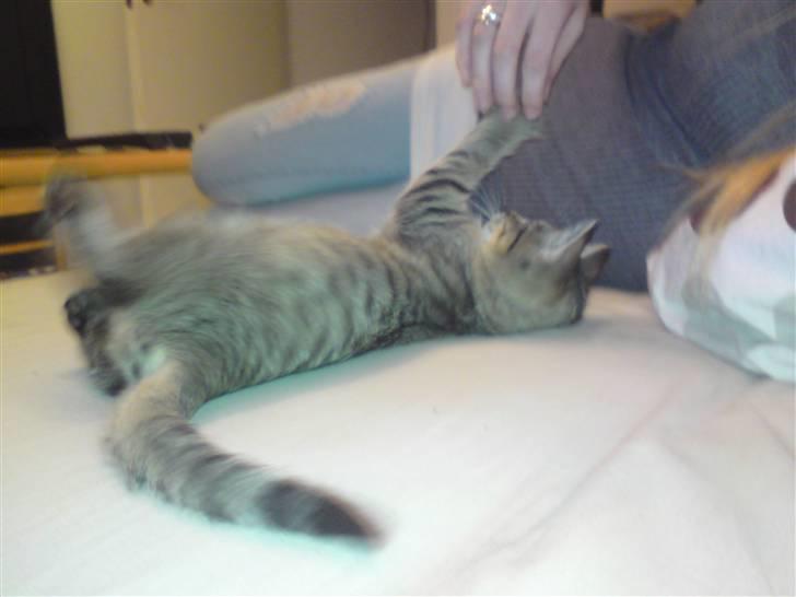 Huskat Felix billede 2