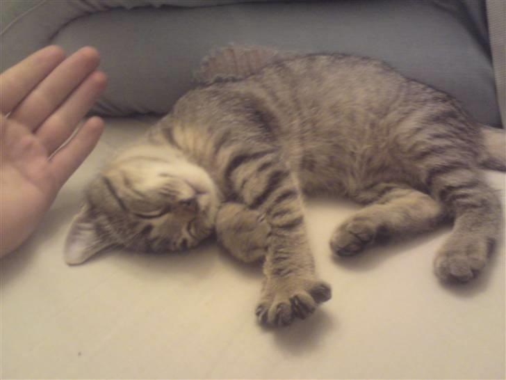 Huskat Felix billede 3