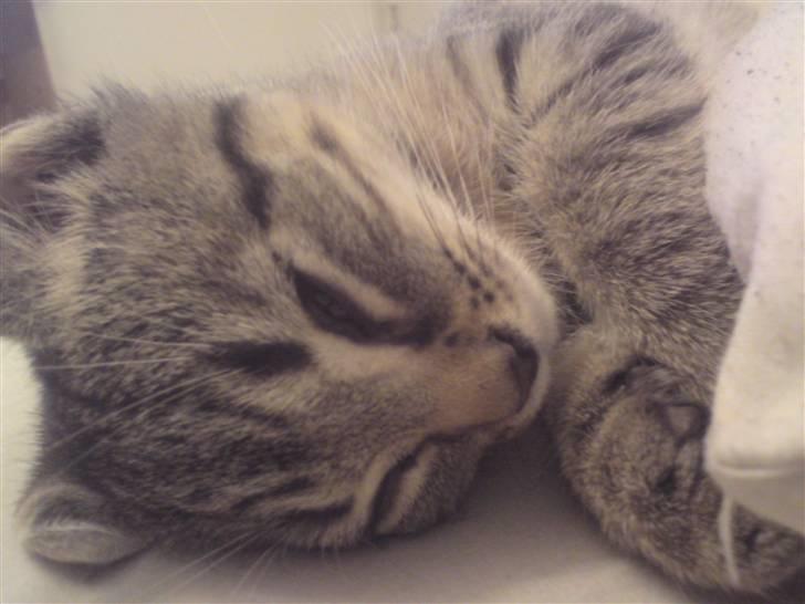 Huskat Felix billede 4