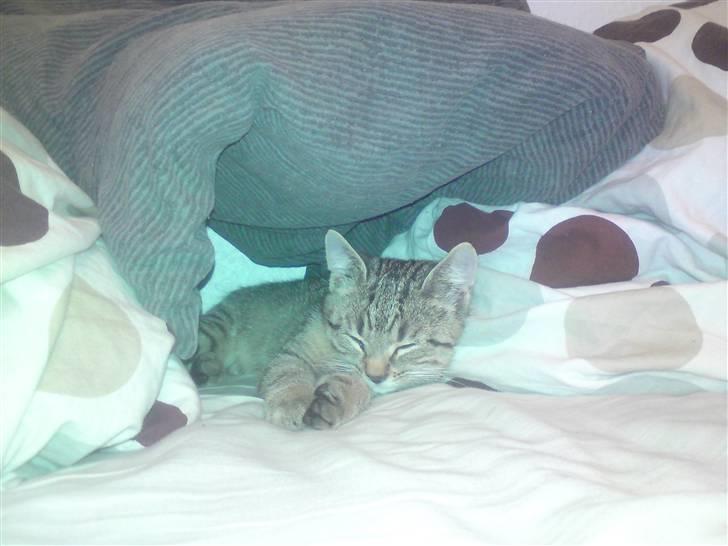 Huskat Felix billede 5