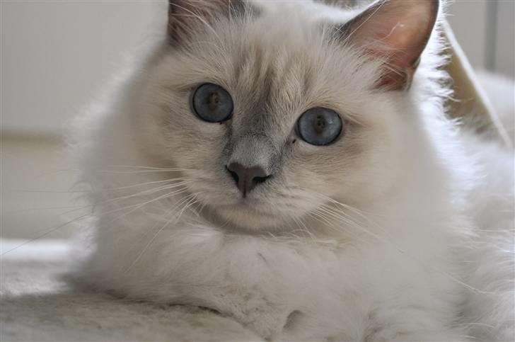 Hellig Birma Con Meo's Tic Tac (Zuma) - taget af Con Meo billede 12