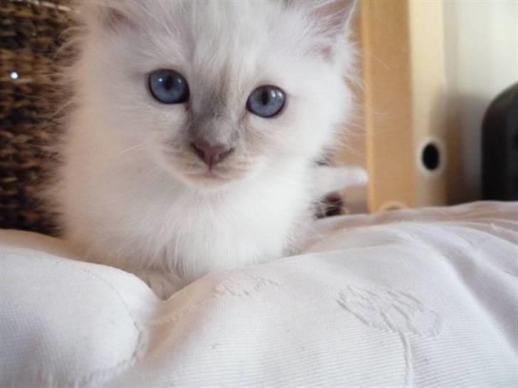 Hellig Birma Con Meo's Tic Tac (Zuma) - Taget af Con Meo billede 13