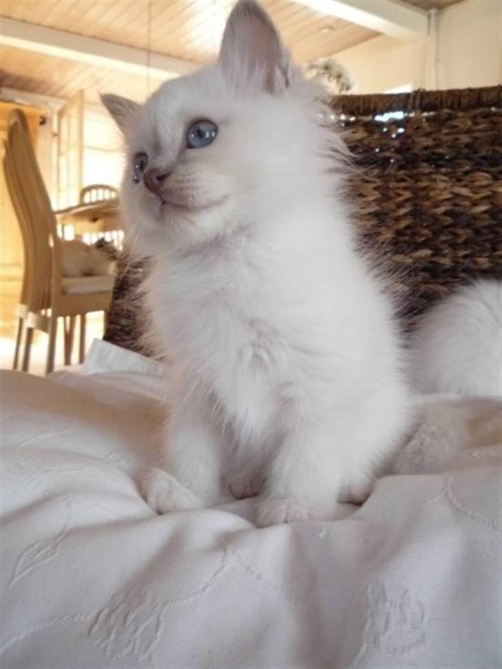 Hellig Birma Con Meo's Tic Tac (Zuma) - Taget af Con Meo billede 9