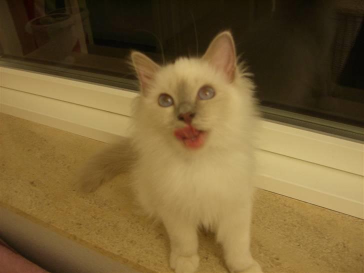 Hellig Birma Con Meo's Tic Tac (Zuma) billede 10