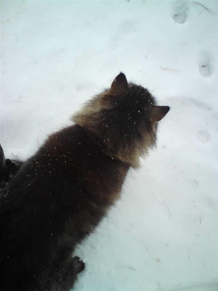 Blanding af racer Milo billede 13