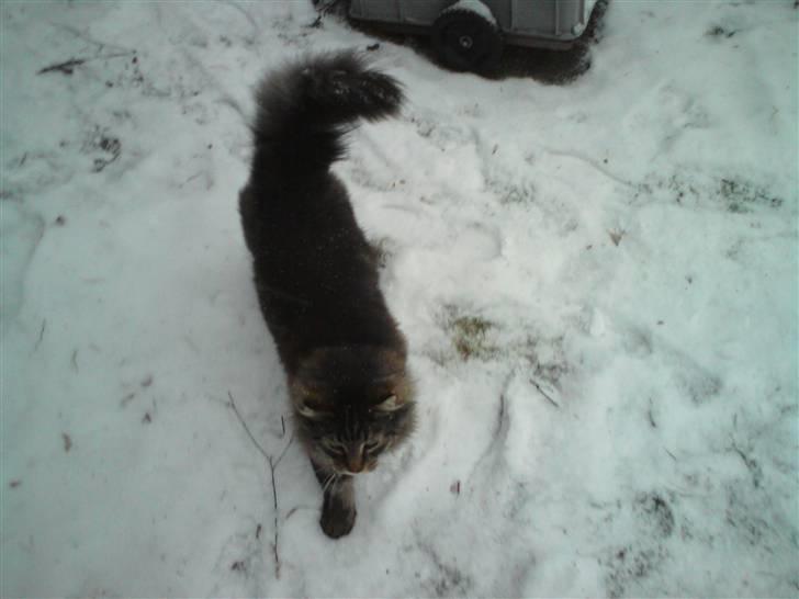 Blanding af racer Milo billede 14