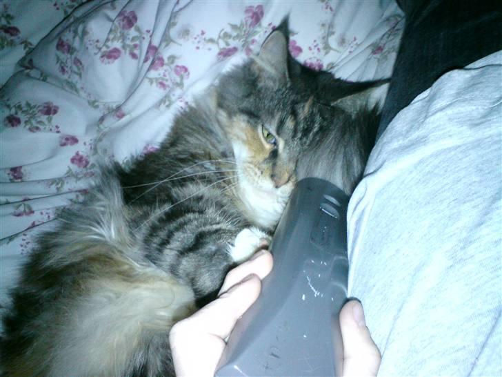 Maine Coon Ojo's Bonnie Tyler billede 4