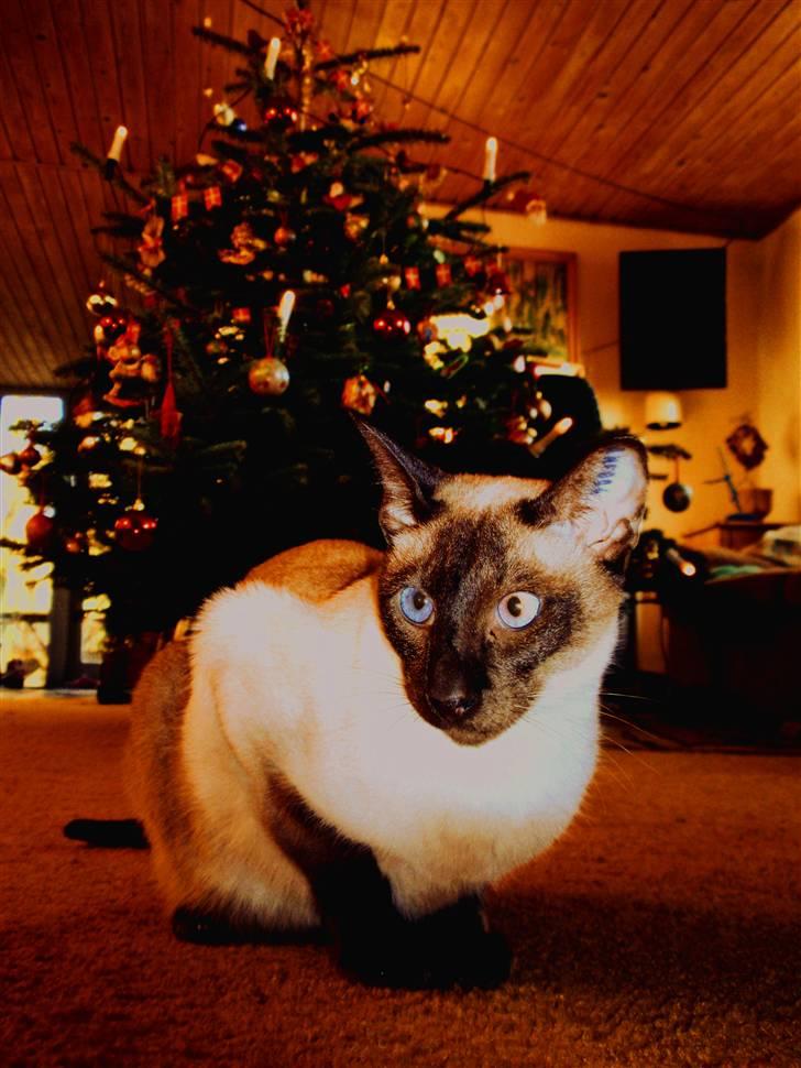 Siameser Felix billede 11