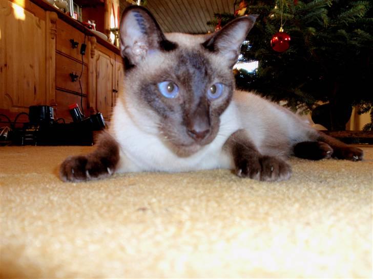 Siameser Felix billede 12