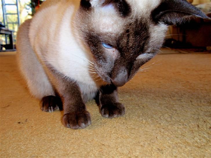 Siameser Felix billede 13