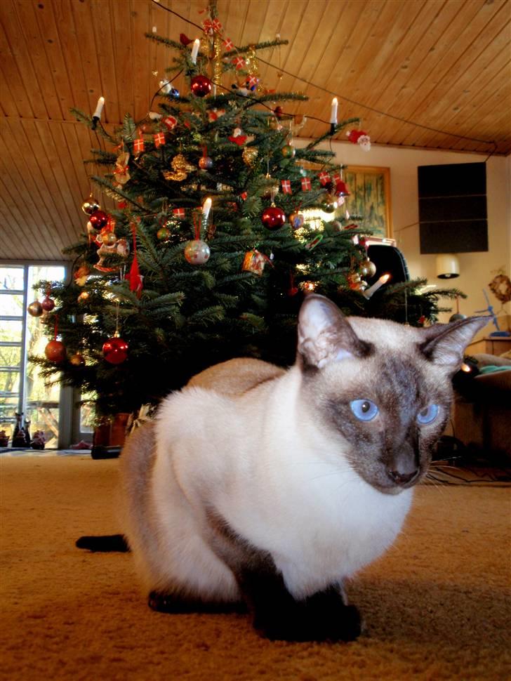 Siameser Felix billede 14