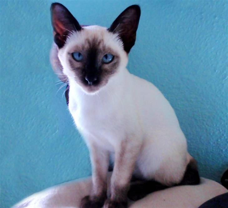 Siameser Pelle billede 16