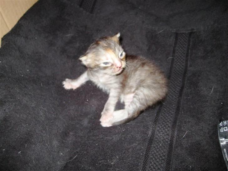 Blanding af racer Liv billede 1