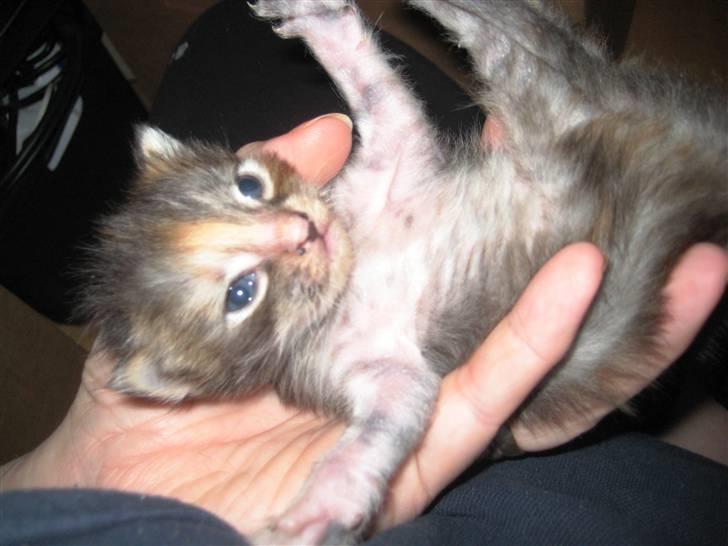 Blanding af racer Liv billede 2