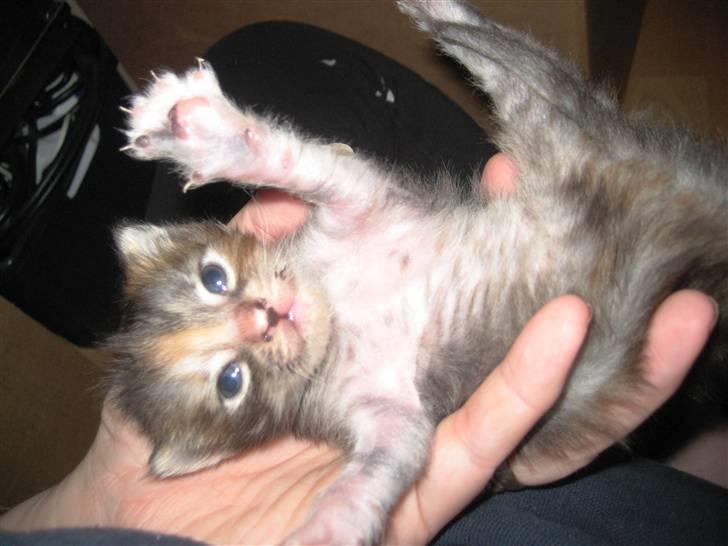 Blanding af racer Liv billede 3