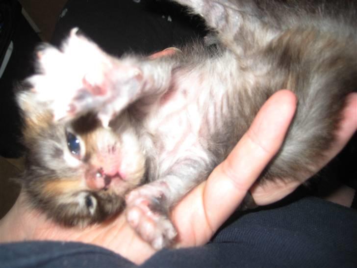 Blanding af racer Liv billede 4