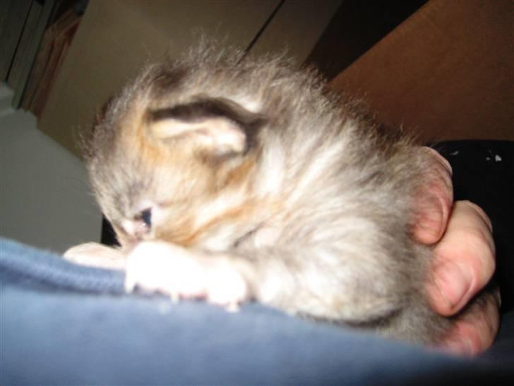 Blanding af racer Liv billede 5