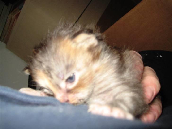 Blanding af racer Liv billede 6