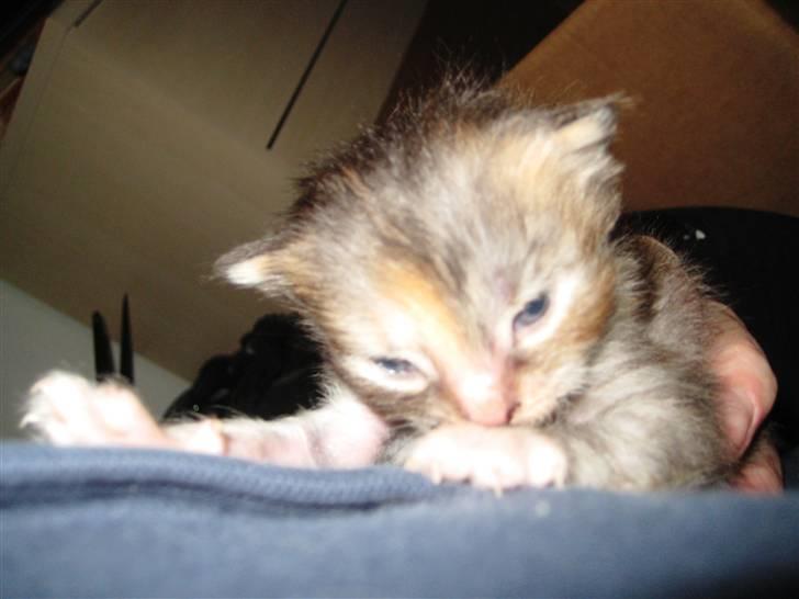 Blanding af racer Liv billede 7