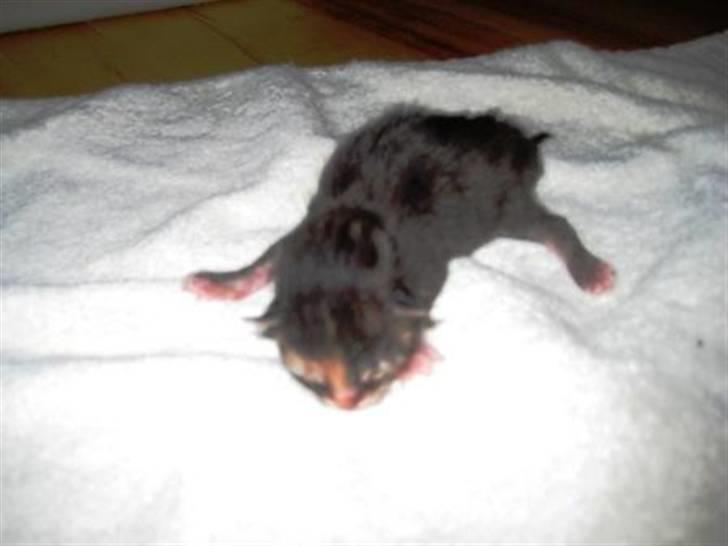 Blanding af racer Liv billede 8