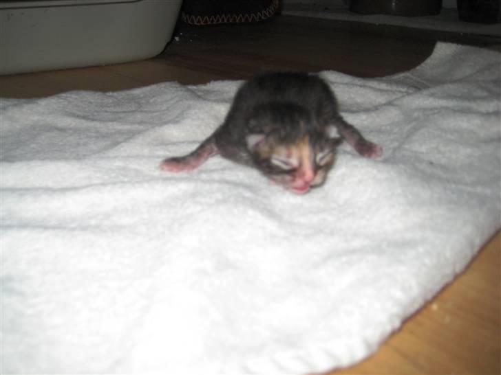 Blanding af racer Liv billede 9