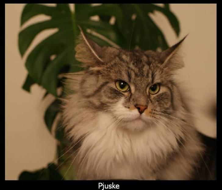 Maine Coon Pjuske billede 1